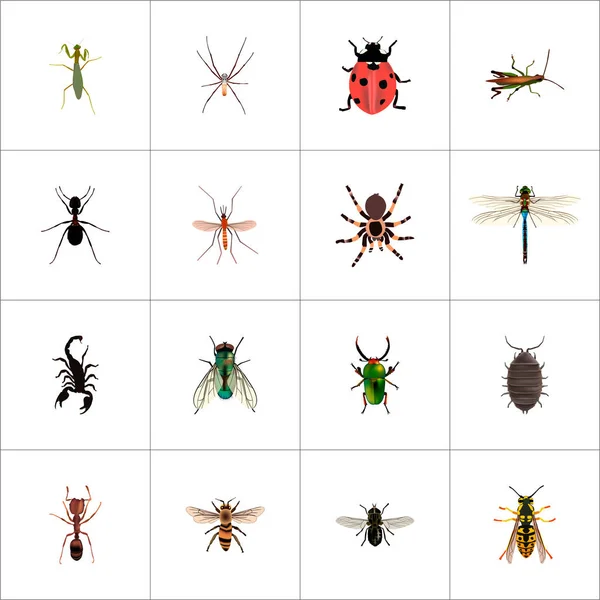 Ensemble de symboles réalistes d'insectes avec piqûre, bug, fourmi et autres icônes pour la conception du logo de votre application mobile Web . — Photo