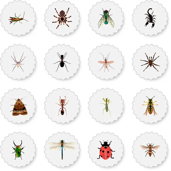 Ensemble de symboles réalistes d'insectes avec pismire, piqûre, coccinelle et autres icônes pour la conception du logo de votre application mobile Web . — Image vectorielle