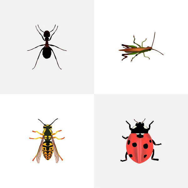Conjunto de símbolos realistas de bugs com picada, joaninha, mijo e outros ícones para o design do logotipo do seu aplicativo móvel web . —  Vetores de Stock