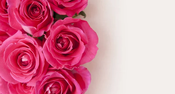 Blank para Banner o tarjeta de felicitación con rosas rosadas de primer plano —  Fotos de Stock