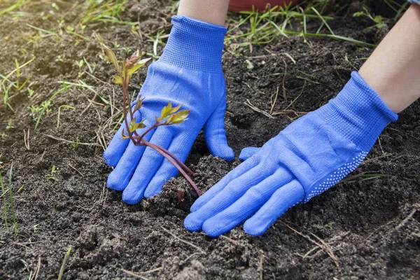 Female hands in gloves press the ground to the roots of a peony — 스톡 사진