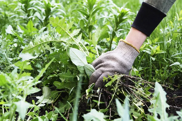 A mão do jardineiro numa luva com ervas daninhas rasgadas. Controlo de ervas daninhas. Primavera — Fotografia de Stock