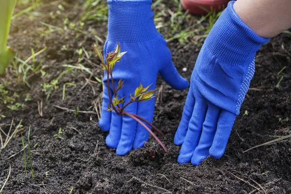 Female hands in gloves press the ground to the roots of a peony — 스톡 사진