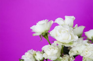Fuşya arkaplan üzerinde beyaz güller kopya alanı ile