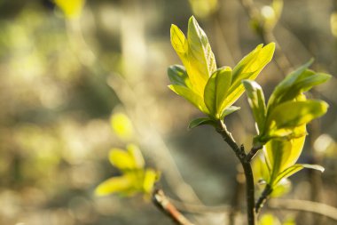 Genç, yeşil yapraklar dalda. İlkbahar ve yeni yaşam konsepti