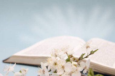 Açık incilin arka planında ışık huzmeleri olan bahar çiçekleri. Uyanışın ve yeni hayatın sembolü..