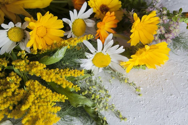 Жовті Квіти Літнього Поля Світлому Тлі Лікарські Рослини — стокове фото