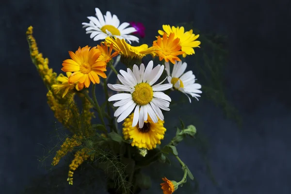 Жовті Білі Літні Квіти Темному Тлі Лікарські Рослини — стокове фото