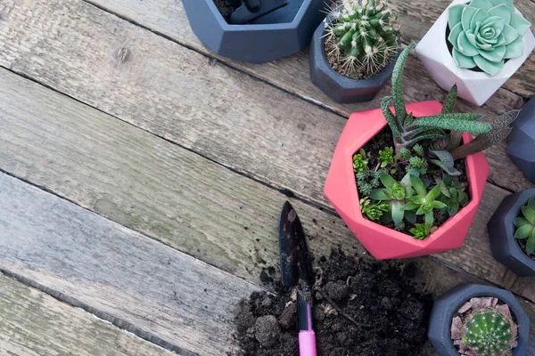 Succulents and cacti in pots. Top view on a wooden table with copy space. Tools and land for planting plants. Spring planting concept