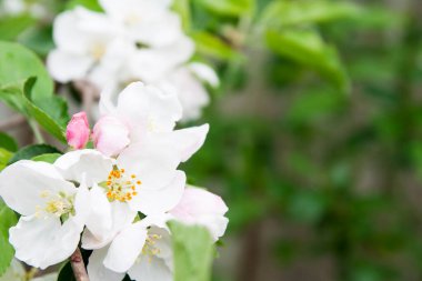 Yeşil yapraklı bir arka planda bir elma ağacının çiçek açan çiçekleri. Bahar çiçekleri
