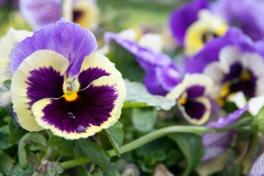 Çiçek tarhında çok renkli bir çiçek açan Viola. Bahar, yaz çiçekleri