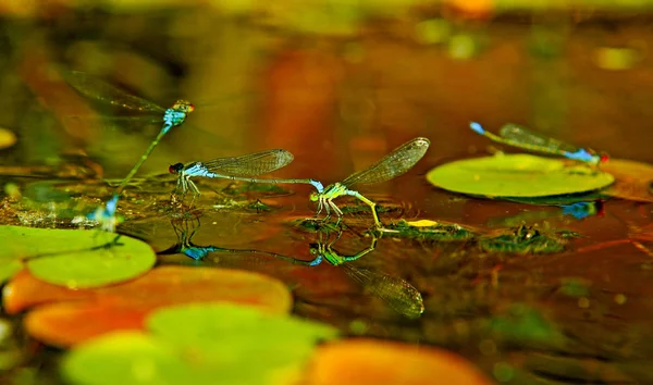 在池塘里交配的蜻蜓 — 图库照片