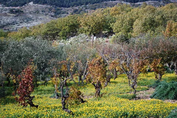 Land Kleuren Herfst — Stockfoto