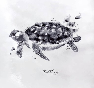 Monotype kaplumbağa siyah