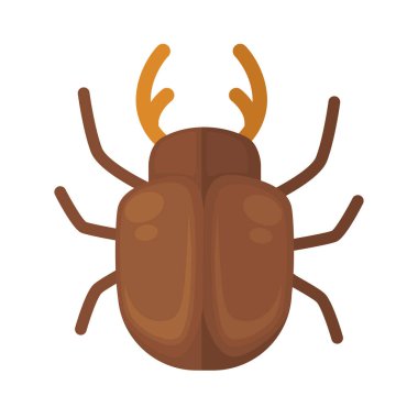 parlak küçük cockchafer