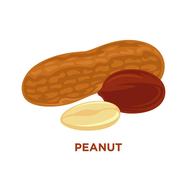 Helpful organic peanut — Stock Vector