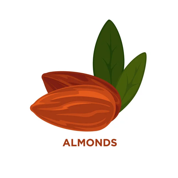 Helpful organic almond — Stock Vector