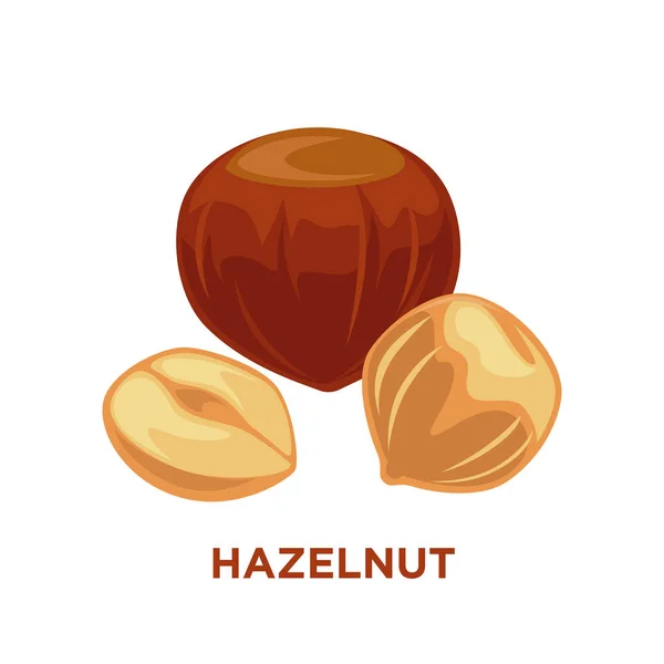 Helpful organic hazelnuts — Stock Vector
