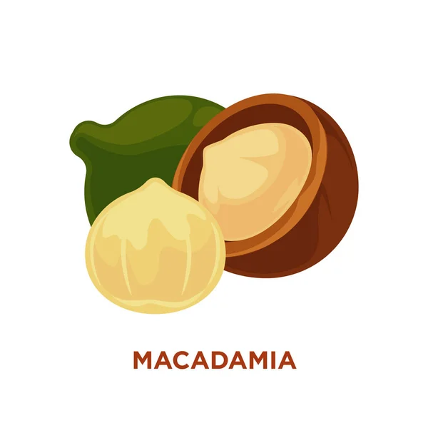 Macadamia orgánica útil — Archivo Imágenes Vectoriales