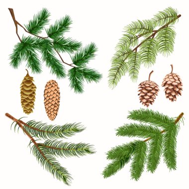 iğne yapraklı ağaç dalları