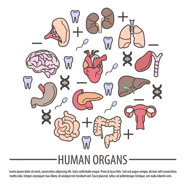 Anatomia do corpo humano —  Vetores de Stock