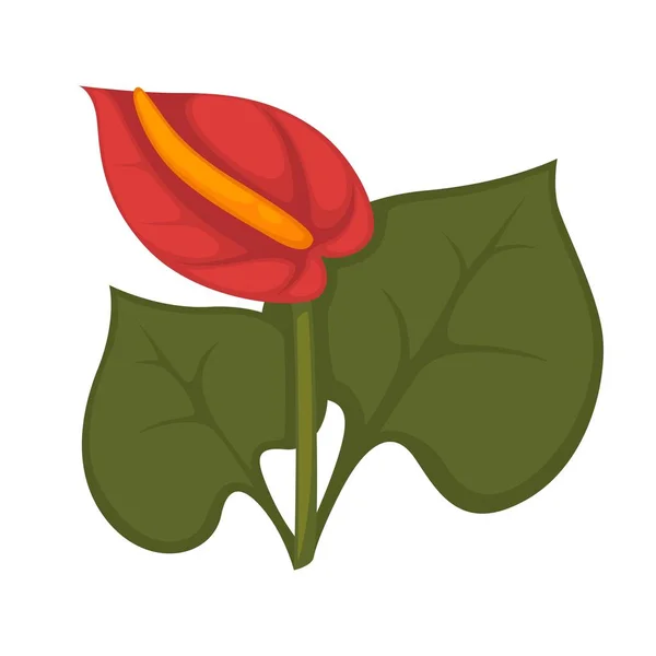 Anthurium andraeanum piros virág — Stock Vector