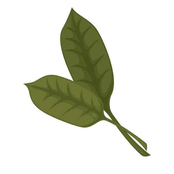 Common sorrel or garden sorrel leaves — Stock Vector