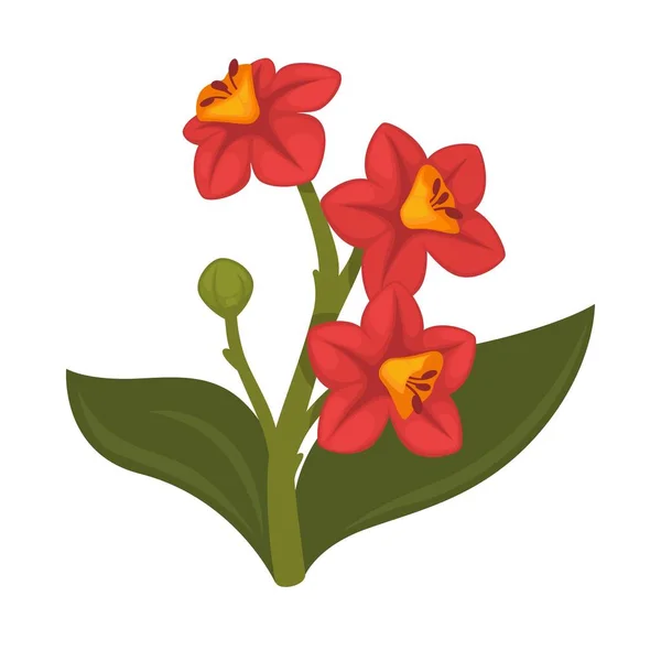 Hibiscus planta ilustración realista . — Vector de stock