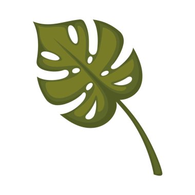 Monstera yaprak üzerinde beyaz izole. 