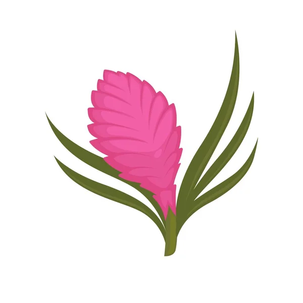 Erba rosa Giacinto — Vettoriale Stock