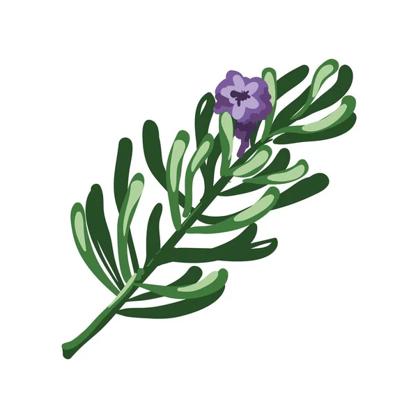 로즈마리 가지와 보라색 꽃 — 스톡 벡터