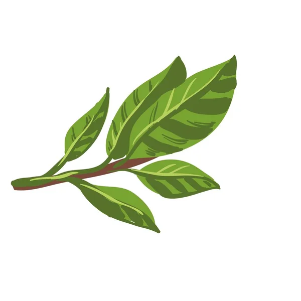 Fresh laurel bay leaves on branch. — Stock Vector