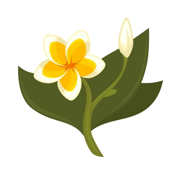 Tropische boom plumeria met bloem — Stockvector