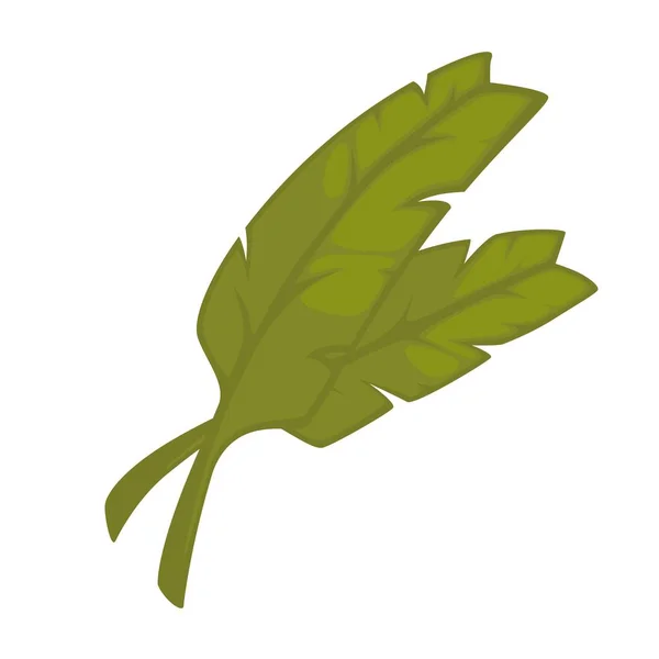 Green leaves cooking seasoning ingredient. — Stock Vector