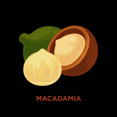 Macadamia nut. çizgi film 