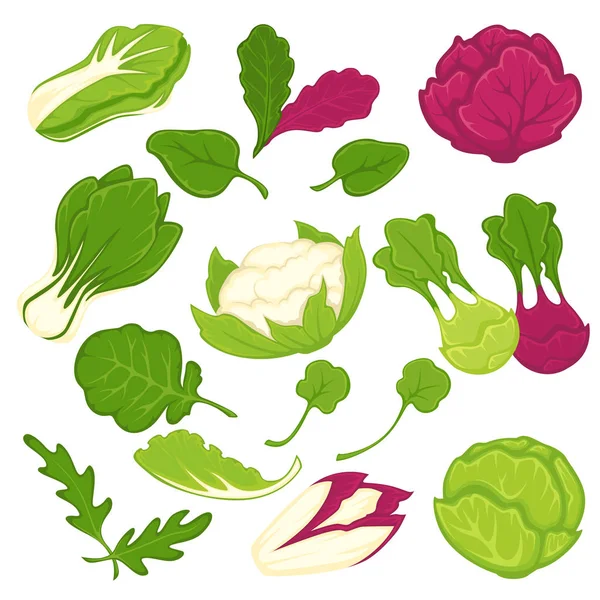 Lettuce salads set — Stock Illustration Lettuce salads set Royalty Free Stock Illustrations