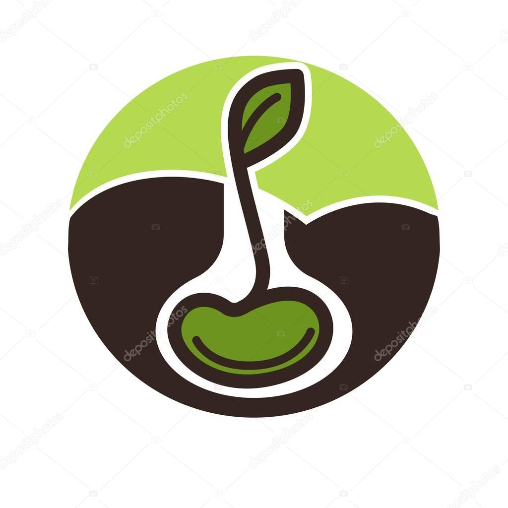 Green plant growing from seed isolated on white background