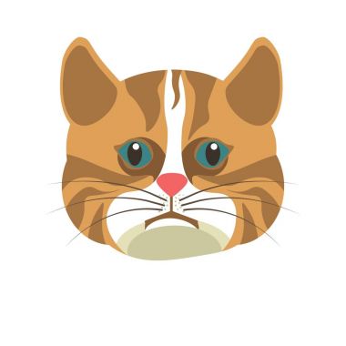 Amerikalı stenografi kahverengi beyaz kedi