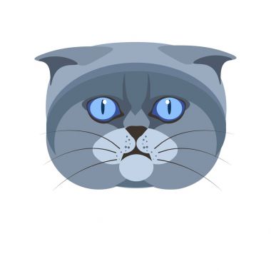 Yayla İskoç fold İngiltere kedi