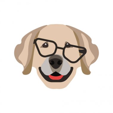 Labrador retriever köpek siyah gözlük