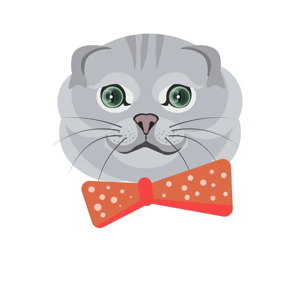 Escocês dobra gato em gravata arco —  Vetores de Stock