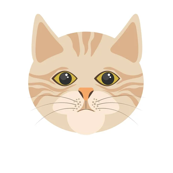 Burmilla cat portrait on white — Stock Vector