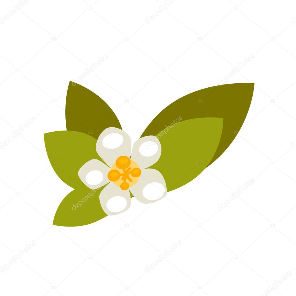 Vanilla flower with green leaves