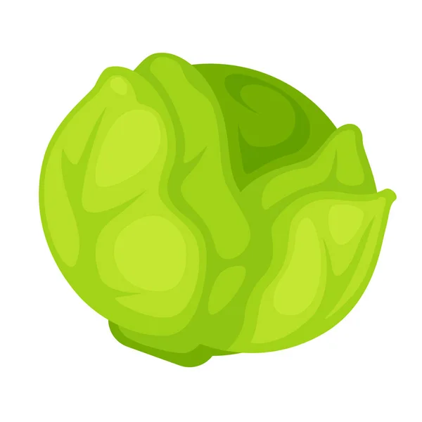 Green fresh cabbage — Stock Vector