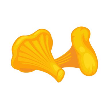 Beyaz arka plan üzerinde izole sarı chanterelles çifti