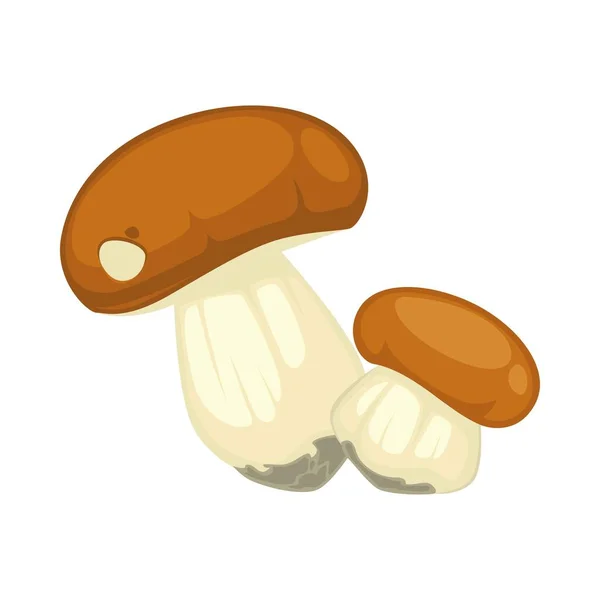 Two boletus with rounded brown hats and thickened legs — Stock Vector