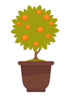 Saksı portakal ağacıyla