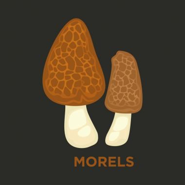 Morel yenilebilir mantar izole düz vektör simgesi