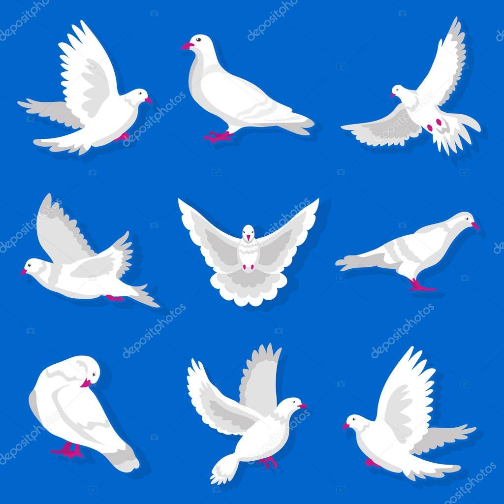 White cartoon pigeon set