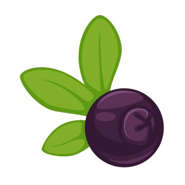 Blueberry yeşil yaprakları ile koyu mor meyve